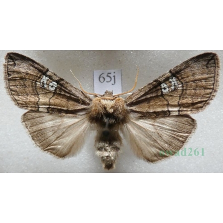Tethea ocularis (Linnaeus, 1767) Falica oczenica Czech65j